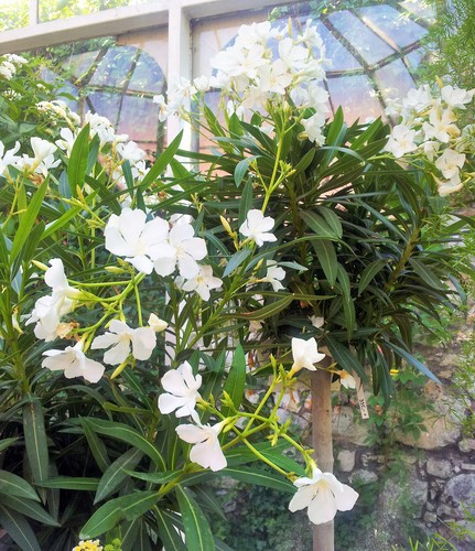 oleander pospolity 